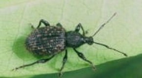 Vine Weevil Control