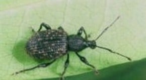 Vine Weevil Problem