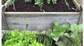 Warming up in the Harrod Horticultural HQ Garden