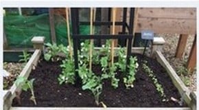 Warming up in the Harrod Horticultural HQ Garden