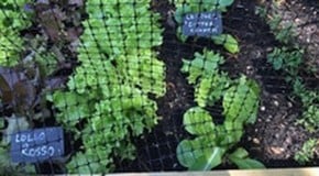 Watering, watering and more watering!