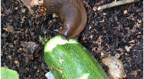 We always have great success growing parsnips in a raised bed