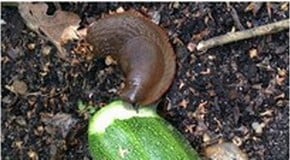 We always have great success growing parsnips in a raised bed