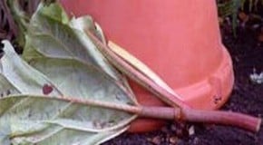 Weedy Rhubarb Stalks