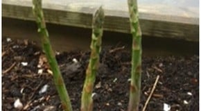 Weekly Kitchen Garden Blog - First Asparagus Harvest