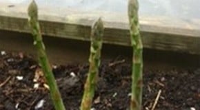 Weekly Kitchen Garden Blog - First Asparagus Harvest