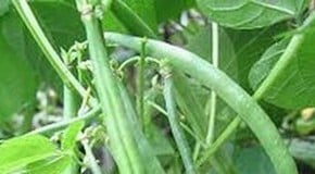 Weekly Kitchen Garden Blog - Giving it some beans!