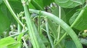 Weekly Kitchen Garden Blog - Giving it some beans!