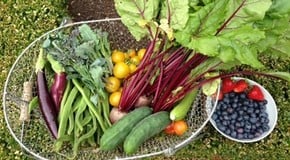 Weekly Kitchen Garden Blog - Harvest is booming