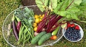Weekly Kitchen Garden Blog - Harvest is booming