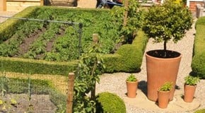 Weekly Kitchen Garden Blog - keeping fed and watered