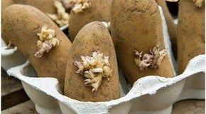 Weekly Kitchen Garden Blog - Seedlings beginning to emerge