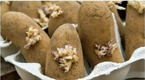 Weekly Kitchen Garden Blog - Seedlings beginning to emerge