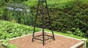 Weekly Kitchen Garden Blog - Sweet Potato Display