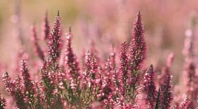 What to Plant in September to Keep Colour in Your Garden This Autumn