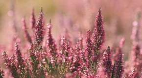 What to Plant in September to Keep Colour in Your Garden This Autumn