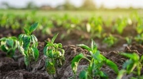 What veggies can I grow over winter?