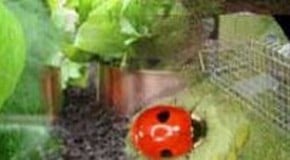 Where do I put my Ladybird Box?