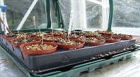 Which greenhouse propagator is for me?