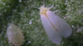 Whitefly on mint