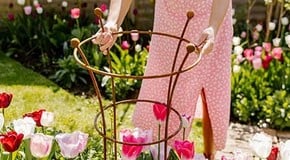 Why it's a good idea to provide Plant Supports for Perennials