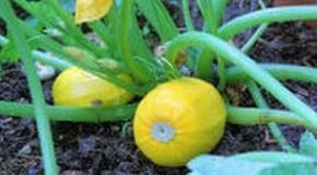 Will my squash plant fruit alone...?
