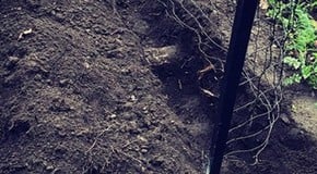 Windy week in the Kitchen Garden