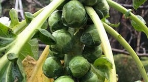 Winter has arrived in the Kitchen Garden