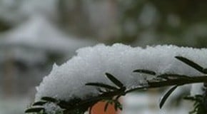 Winter Protection for Tender Plants