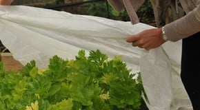 Winter sunshine, but getting colder...