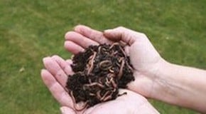 Worms and lime - good bedfellows?