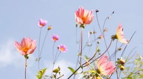 Your September Garden Guide: Harvest, Planting, and Preparing for Autumn