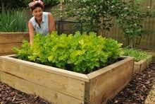 Allotment Wooden Raised Beds