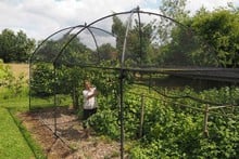 Dome Roof Steel Fruit Cage - Pineapple Finial