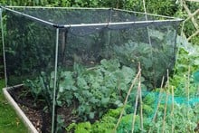 Harrod Stormproof (Natural 1.2m H) Vegetable Cage