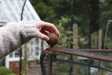 Harrod Vintage Fruit & Vegetable Cage 1.5m High - Natural Rust