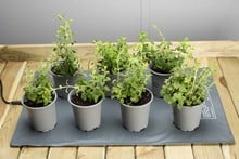 Large Propagator with Height Extender