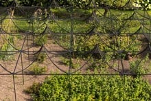 Peak Roof Steel Fruit Cage