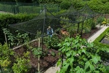 Peak Roof Steel Fruit Cage