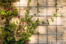 Southwold Decorative Wall Trellis Panels