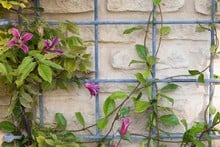 Southwold Decorative Wall Trellis Panels