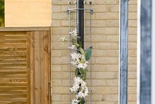 Southwold Drainpipe Trellis