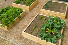 Standard Wooden Raised Beds