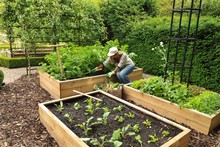 Standard Wooden Raised Beds