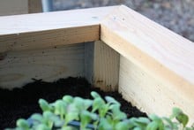 Standard Wooden Raised Beds