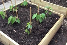 Standard Wooden Raised Beds