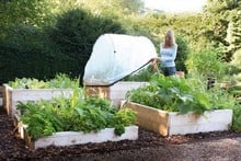 Standard Wooden Raised Beds