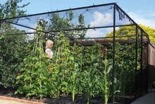 Steel Fruit Cages