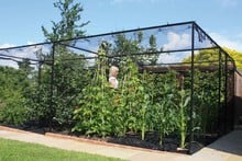 Steel Vegetable Cage with Butterfly Net (2m H)