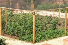 Timber Fruit Cages Timber Fruit Cages